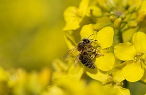 Abeille à miel et floraison du colza