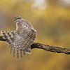 Sparrowhawk female stretches wings by Art Wittingen