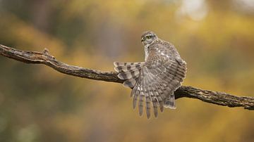 Sparrowhawk female stretches wings
