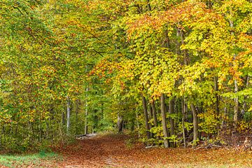 Landschaft im Herbst in der Feldberger Seenlandschaft