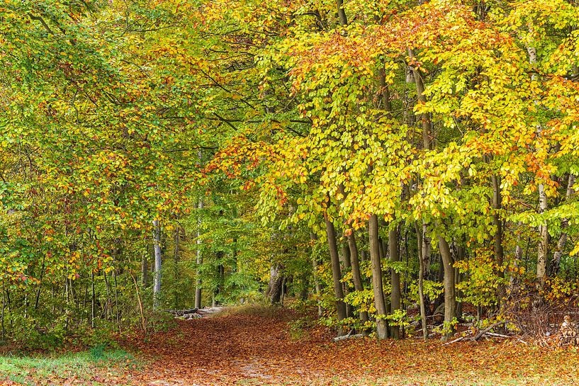 Paysage en automne dans la région des lacs de Feldberg par Rico Ködder