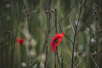 Schöner Mohn
