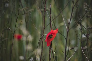 Schöner Mohn von Photos by Francis