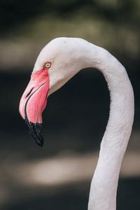 Flamant rose sur Oliver Hackenberg