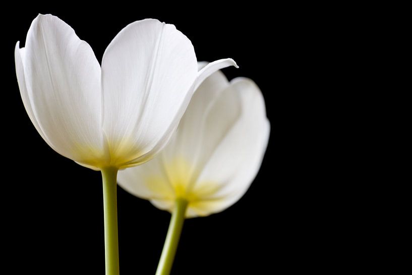 Two Tulips in the sunlight by Sabine Wiechmann