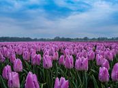 tulpen van snippefotografie thumbnail