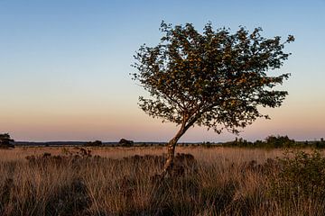 Eenzame boom van Paul Veen