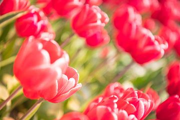 Bloeiende rood en roze tulpen in een veld tijdens een mooie lentedag van Sjoerd van der Wal