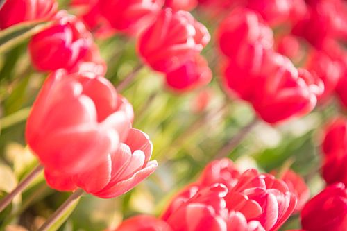 Bloeiende rood en roze tulpen in een veld tijdens een mooie lentedag
