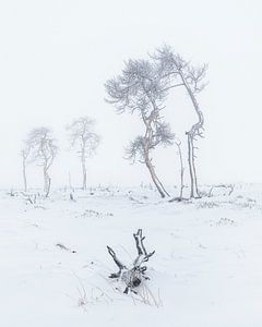 mistig sneeuwlandschap van Peter Poppe