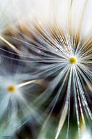 Fireflower 7