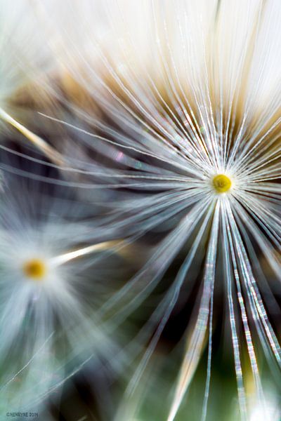 Fireflower 7 by Henry van Schijndel