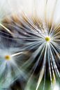 Fireflower 7 by Henry van Schijndel thumbnail