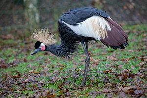 Kraanvogel die buigt