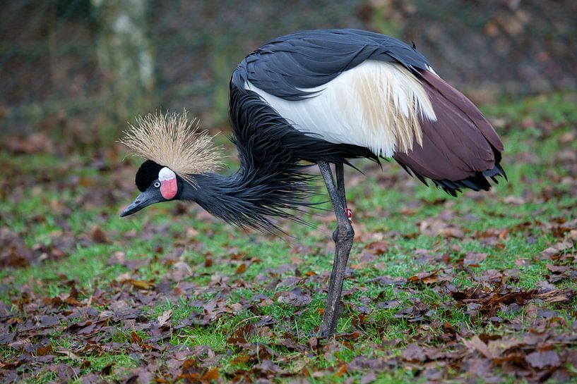 Biegen von Kränen von Joost Adriaanse