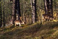 Hirsche im Wald an einem sonnigen Tag