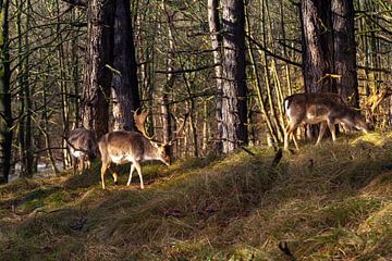 Herten in het bos op een zonnige dag van Nel Diepstraten
