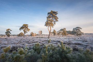 Landschapsfoto met bomen op de heide in de winter | Zonsopkomst | Veluwe van Marijn Alons