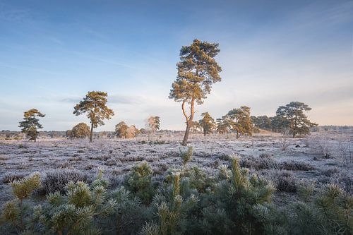 Landschapsfoto met bomen op de heide in de winter | Zonsopkomst | Veluwe