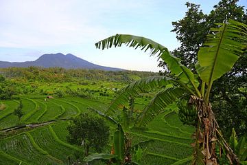 Bali rijstveld