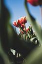 Tulpen in een natuurlijk doorkijkje van Pim Haring thumbnail