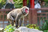 Singe macaque