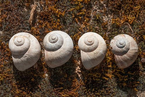 Four empty shells of French edible snails in a row