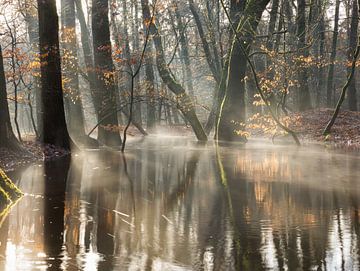 Mistig boslandschap en een bos riviertje van Peter Haastrecht, van