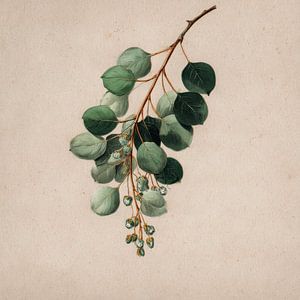 Eukalyptuszweig mit Frucht Botanische Studie
