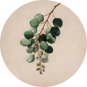 Eucalyptus Tak met Vruchtjes Botanische Studie