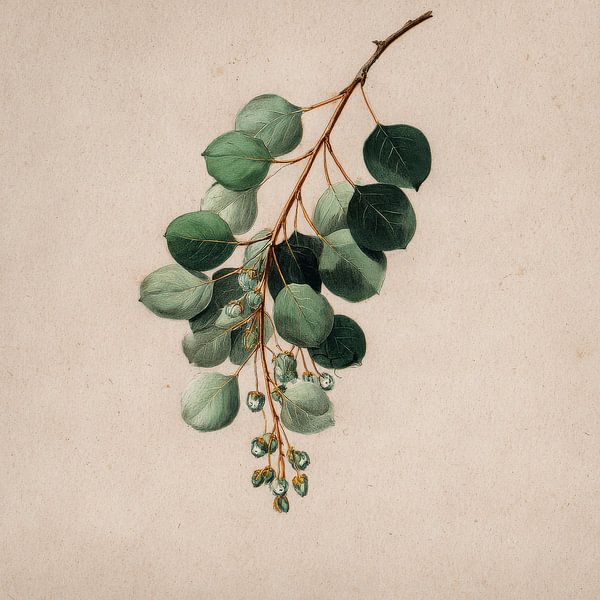 Eucalyptus Branch with Fruit Botanical Study by Eva Lee