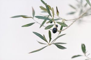 Der Olivenbaum | Italien | Grün | Natur | Botanisches Foto