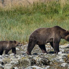 Grizzly Beer met jong von Muriel Polet