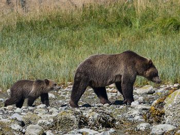 Grizzly Beer met jong