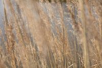 Waving reed plumes