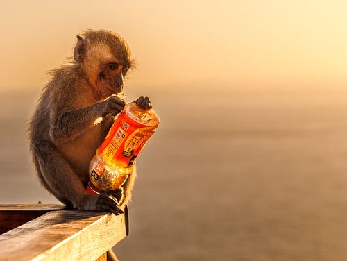 Kleiner Affe von Eveliene Deetman