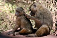 Monkey see Monkey do - Tanzania van Charrel Jalving thumbnail