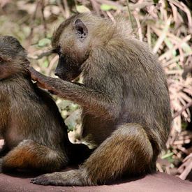 Le singe voit le singe faire - Tanzanie sur Charrel Jalving