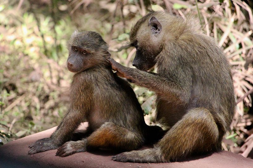 Monkey see Monkey do - Tanzania van Charrel Jalving
