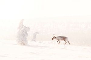 Rentiere in der verschneiten Wildnis von Finnisch-Lappland