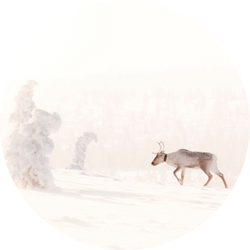 Rendier in besneeuwde wildernis van Fins Lapland van Melissa Peltenburg