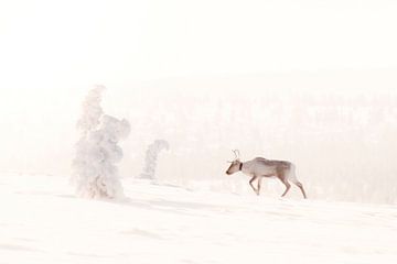 Rendier in besneeuwde wildernis van Fins Lapland van Melissa Peltenburg