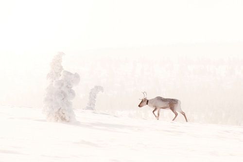 Rendier in besneeuwde wildernis van Fins Lapland