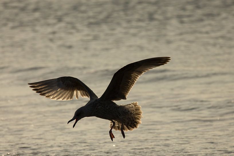 Möwe im Angriff von Simone Meijer