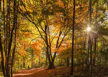 Wandelpad in het herfstbos van Studio17