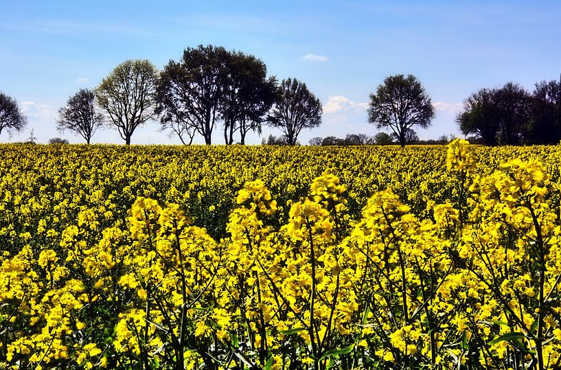 De lente is de tijd voor koolzaadbloesem van Edgar Schermaul