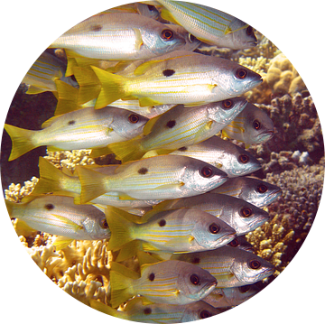Vissen in de Rode Zee van Roel Beurskens