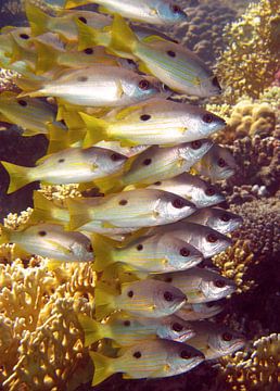 Fish in the Red Sea by Roel Beurskens