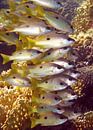 Vissen in de Rode Zee van Roel Beurskens thumbnail