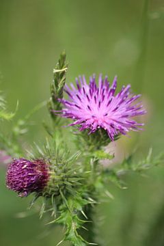 Thistle by Shirley Douwstra